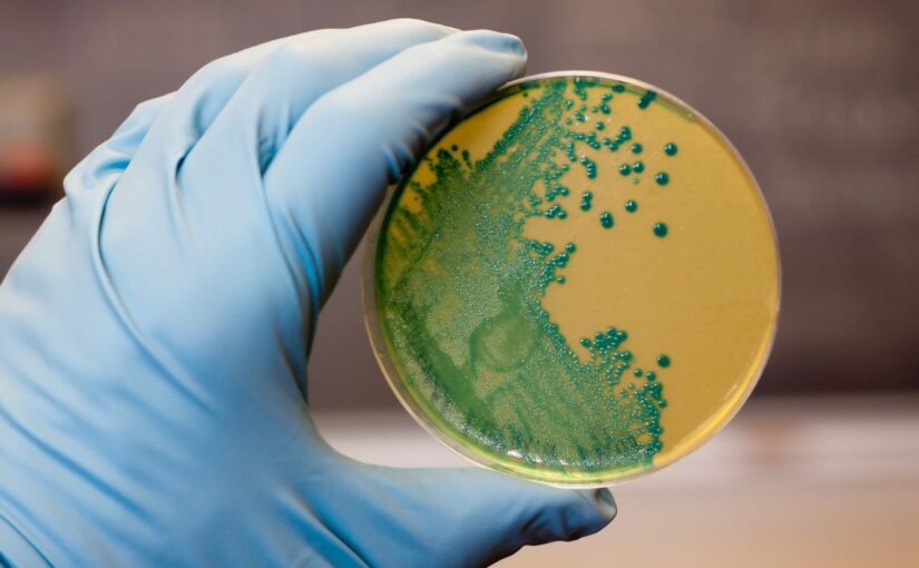 Опасная для здоровья человека бактерия